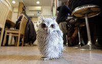 Tren Kafe Burung di Jepang Diterpa Isu Penyiksaan Hewan