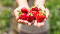 Strawberry yang asam segar paling enak ditambahkan ke dalam salad. Tak perlu ragu makan strawberry, secangkir (128 gram) strawberry utuh mengandung 7 gram gula saja. Foto: Akiyoshi Kitaoka