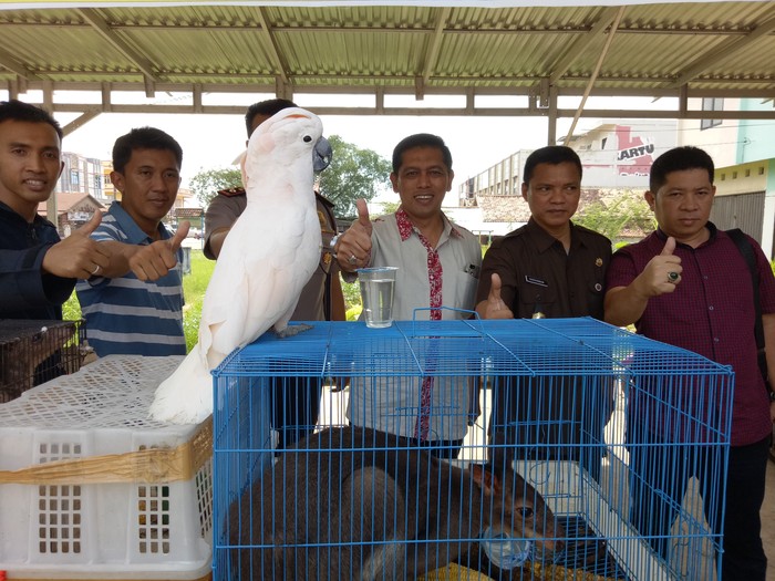 Penyelundupan Kanguru Hingga Kakak Tua Jambul Merah Terbongkar
