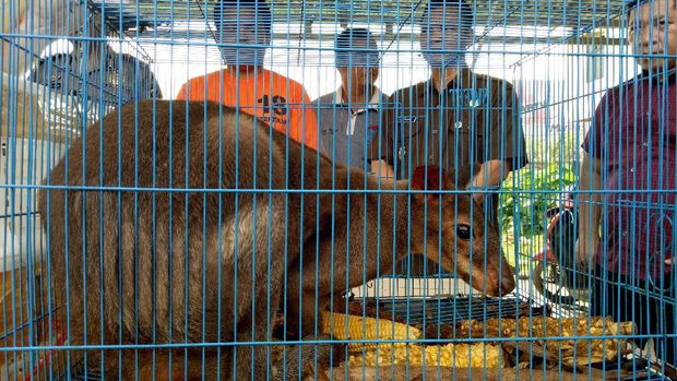  Penyelundupan Kanguru Hingga Kakak Tua Jambul Merah Terbongkar