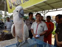 Penyelundupan Kanguru Hingga Kakak Tua Jambul Merah Terbongkar