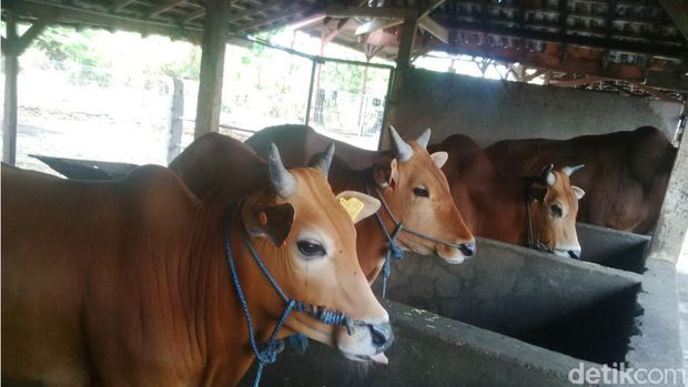 Ternak sapi di Pasuruan