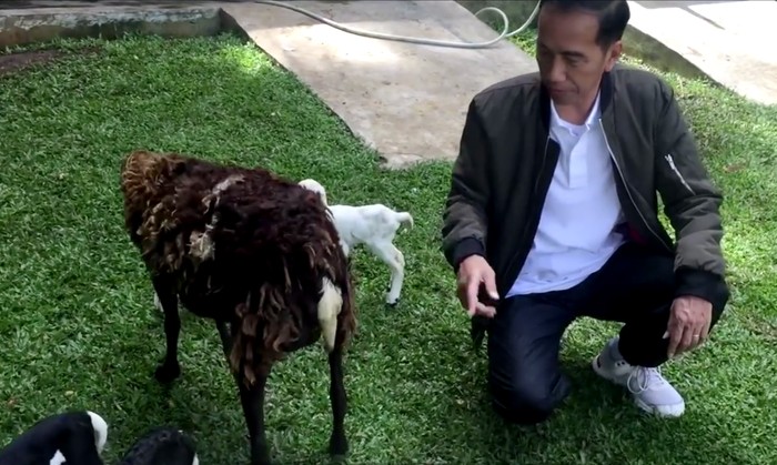 Jokowi ngevlog soal kelahiran anak kambing