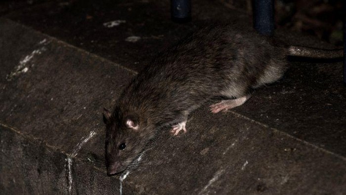 Paris Habiskan Rp 21 M untuk Basmi Tikus Paris Mayor Anne Hidalgo said the city would buy new traps for the rats and surround some of the citys 30,000 rubbish bins with wooden or Plexiglass bases (AFP Photo/PHILIPPE LOPEZ)