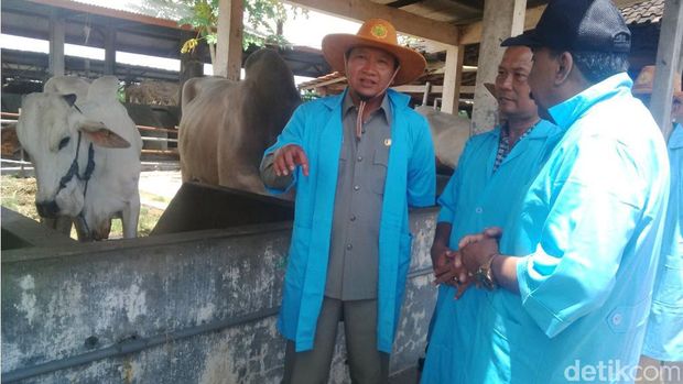 Ternak sapi di Pasuruan