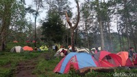 Foto: Konon, nama mawar diambil dari kebun bunga mawar yang berada di jalur pendakian Gunung Ungaran (Andhika Prasetya/detikTravel)