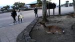 Membunuh Rusa Suci Jepang, Bisa Dihukum Mati!