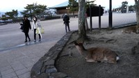 Ada puluhan rusa berkeliaran di sekitar Kuil Shinto Itsukushima di Pulau Miyajima, Prefektur Hiroshima, Jepang. Meski liar, rusa di Miyajima terlihat ramah menyambut para pelancong di pulau suci Jepang (Muhammad Nur Abdurrahman/detikTravel)