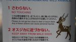Membunuh Rusa Suci Jepang, Bisa Dihukum Mati!