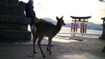 Membunuh Rusa Suci Jepang, Bisa Dihukum Mati!