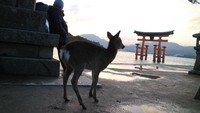 Rusa menjadi daya tarik sendiri bagi wisatawan yang berkeliling Kuil Itsukushima selain pemandangan gerbang Tori Agung di yang terpancang di tengah perairan Miyajima (Muhammad Nur Abdurrahman/detikTravel)