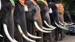 Keseruan Warga Thailand Rayakan Hari Gajah