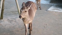 Para pelancong diimbau untuk menjaga jarak dengan rusa jantan. Hal ini dikarenakan biasanya rusa jantan agresif saat musim kawin di kala musim gugur (Muhammad Nur Abdurrahman/detikTravel)