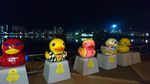 Kisah Bebek-bebek Lucu di Taman Terpopuler Udon Thani, Thailand