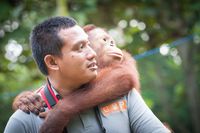Apa Fungsi Orangutan dalam Ekosistem Hutan?