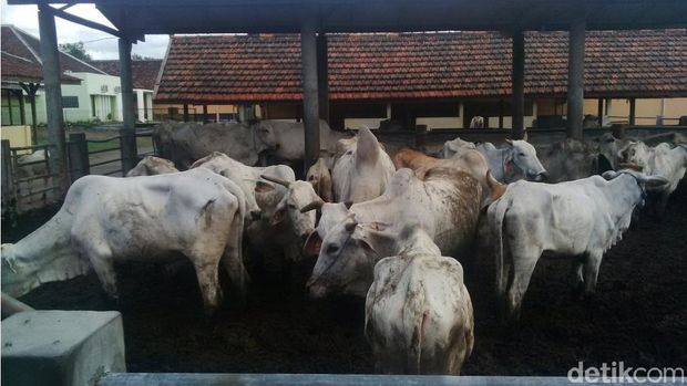 Ternak sapi di Pasuruan