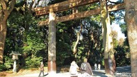 Berlokasi di Tokyo, Kuil Meiji Jingu ibaratnya menjadi sisi lain dari distrik Shibuya yang ramai. Kuil ini sendiri berada persis di tengah kota (Randy/detikTravel)