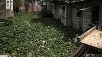 Akibat dangkalnya sungai, di beberapa tempat bahkan ditumpuhi rerumputan dan pohon.