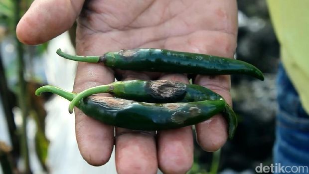 Puluhan Hektare Tanaman Cabai Di Garut Terserang Patek