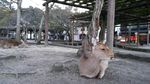 Membunuh Rusa Suci Jepang, Bisa Dihukum Mati!