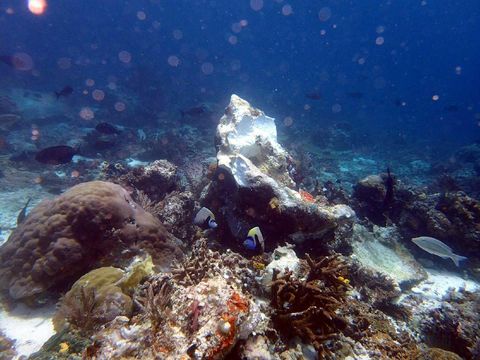 Tim Khusus Cek Kerusakan Karang Raja Ampat Pasca Ditabrak Kapal