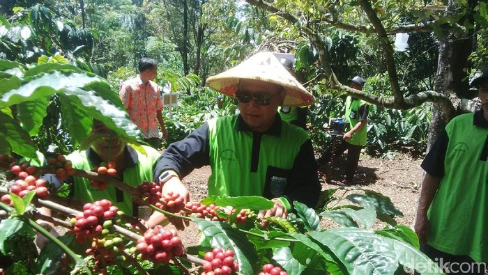 Mau Geser Vietnam Ri Harus Mampu Produksi Kopi 1 Ton Ha