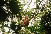 Apa Fungsi Orangutan dalam Ekosistem Hutan?