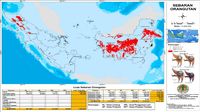 Ada 4 Spesies Orangutan Di Hutan Ri Ini Sebarannya