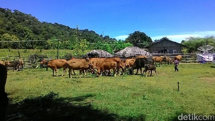 Amran Berikan Inseminasi Buatan ke Sapi Bali di NTT
