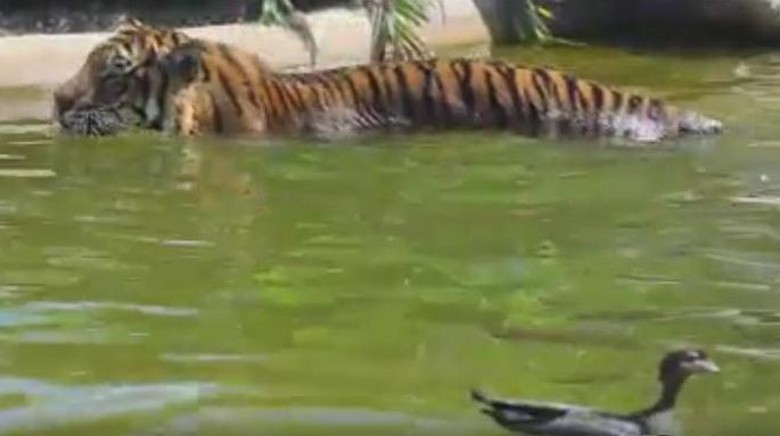 Foto: (Symbio Wildlife Park/Facebook) Foto: (Symbio Wildlife Park/Facebook)