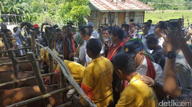 Amran Berikan Inseminasi Buatan ke Sapi Bali di NTT