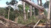 Hutan Jadi Industri Perkebunan, Orangutan pun Dianggap Hama