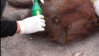 Nasib orangutan pun harus mengalah di tengah masifnya pembukaan lahan untuk kebun sawit. Keberadaan mereka kerap dianggap sebagai hama di hutan yang sudah berubah jadi perkebunan industri. Tak jarang mereka kerap dipukuli, bahkan ditembak sampai mati. (Foto: Dokumentasi COP)