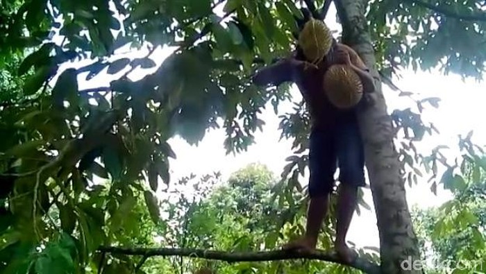Petani Durian Pasuruan Bersyukur Meski Panen Tidak Memuaskan