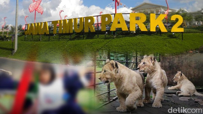 Unduh Kumpulan Gambar Harimau Untuk Tk  