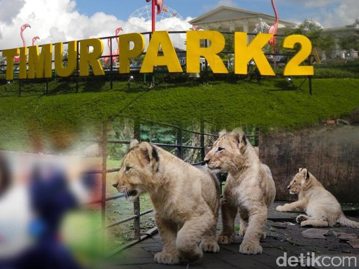 Harimau Terkam Bocah TK, Pakar: Jangan Eksploitasi Satwa Buas