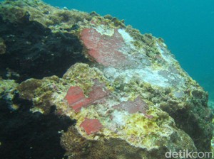 KLHK: Karang Raja Ampat yang Dirusak Caledonian Sky 13.522 Meter Persegi