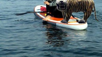 Foto Menteri Kelautan dan Perikanan Susi Pudjiastuti yang sedang bersantai disandingkan dengan si macan menjadi poster film Life of PI. (Foto: meme di internet)