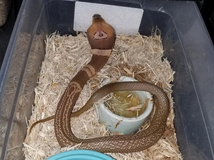 Gawat! Kobra Paling Beracun Kabur dan Berkeliaran di Florida