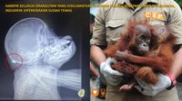 Orangutan Bak Atlet, Suka Dipukuli dan Ditembak Bila Jadi Hama