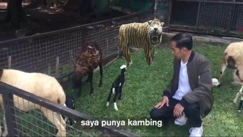 Presiden Joko Widodo tak hanya menyambut kelahiran kambing-kambing lucu peliharaannya, si macan juga. (Foto: internet)