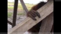 Orangutan Bak Atlet, Suka Dipukuli dan Ditembak Bila Jadi Hama