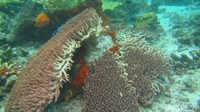Kandasnya kapal pesiar Caledonian Sky di sekitar perairan dangkal Pulau Kri mengakibatkan kerusakan tutupan karang sekitar 1.600 meter persegi. Kapal pesiar seberat 4.290 Ton ini diketahui membawa sekitar 102 orang penumpang dari Papua Nugini menuju ke Filipina (Dok. Kementerian LHK)