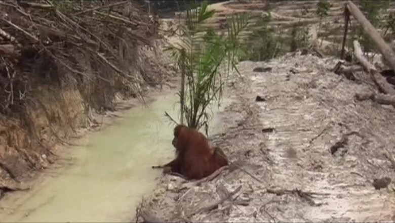 Hutan Jadi Industri Perkebunan, Orangutan pun Dianggap Hama Hutan Jadi Industri Perkebunan, Orangutan pun Dianggap Hama