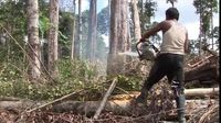 Hutan Jadi Industri Perkebunan, Orangutan pun Dianggap Hama