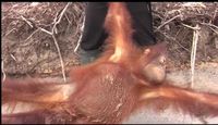 Hutan Jadi Industri Perkebunan, Orangutan pun Dianggap Hama