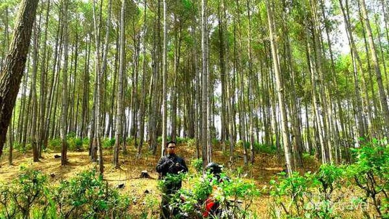 5 Hutan Pinus Keren Untuk Foto OOTD yang Kekinian