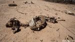 Hewan-hewan di Somalia Mati Kelaparan