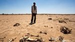 Hewan-hewan di Somalia Mati Kelaparan