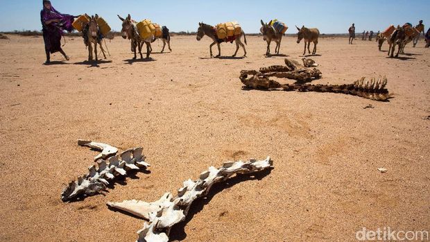 Hewan-hewan peliharaan mati mengenaskan akibat kekeringan di Somalia.